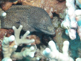 85 IWhitemouth Moray MG 2426